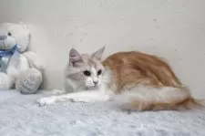 メインクーン【北海道・女の子・2024年3月5日・レッドシルバータビー&ホワイト】の写真2「女の子らしいかわいらしさ」