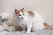 メインクーン【北海道・女の子・2024年1月27日・クリーム&ホワイト】の写真2