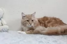 メインクーン【北海道・男の子・2024年3月14日・クリーム&ホワイト】の写真2「甘えん坊さんです。」