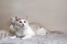 メインクーン【北海道・男の子・2024年4月8日・クリーム&ホワイト】の写真2「素直な温厚な子」