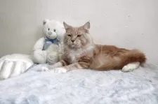 メインクーン【北海道・男の子・2024年3月14日・クリーム&ホワイト】の写真2「優しく性格良い子です。」