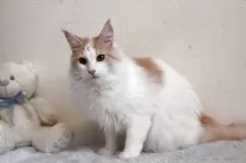 メインクーン【北海道・女の子・2024年1月27日・クリーム&ホワイト】の写真3