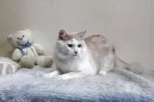 メインクーン【北海道・男の子・2024年4月8日・クリーム&ホワイト】の写真3「穏やかな優しい子です。」