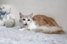 メインクーン【北海道・女の子・2024年3月5日・レッドシルバータビー&ホワイト】の写真3「表情豊かな可愛い子です。」