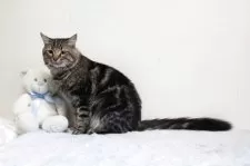 メインクーン【北海道・男の子・2024年7月12日・ブラウンタビー】の写真3「顔立ち可愛い子です。」