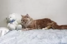 メインクーン【北海道・男の子・2024年3月14日・クリーム&ホワイト】の写真3「大きくなりごっくなってしまいました。」