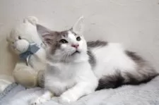 メインクーン【北海道・男の子・2024年6月1日・ブルー&ホワイト】の写真3「素直な性格です。」