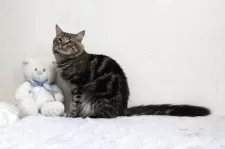 メインクーン【北海道・男の子・2024年7月12日・ブラウンタビー】の写真4「素直な明るい子です。」