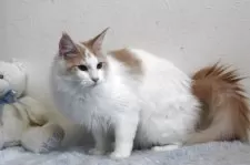 メインクーン【北海道・女の子・2024年1月27日・クリーム&ホワイト】の写真4