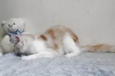 メインクーン【北海道・女の子・2024年3月5日・レッドシルバータビー&ホワイト】の写真3「綺麗な毛の色」