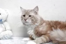 メインクーン【北海道・男の子・2024年3月14日・クリーム&ホワイト】の写真5「綺麗な大きな子です。」