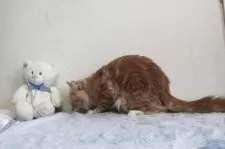 メインクーン【北海道・男の子・2024年3月14日・クリーム&ホワイト】の写真5「後ろ姿です。毛色濃くなりました。」