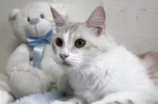 メインクーン【北海道・女の子・2024年3月5日・レッドシルバータビー&ホワイト】の写真5「素直な性格の子です。」