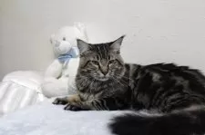 メインクーン【北海道・男の子・2024年7月12日・ブラウンタビー】の写真5「存在の可愛い子です。」