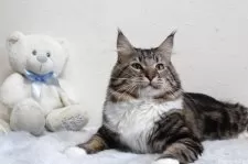 メインクーン【北海道・男の子・2024年4月5日・ブラウンクラッシックタビー&ホワイト】の写真6「可愛くワイルドさん」