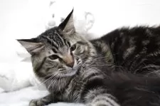 メインクーン【北海道・男の子・2024年7月12日・ブラウンタビー】の写真6「かなり良い猫です。」