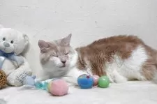 メインクーン【北海道・男の子・2024年4月8日・クリーム&ホワイト】の写真4