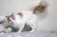 メインクーン【北海道・女の子・2024年1月27日・クリーム&ホワイト】の写真6