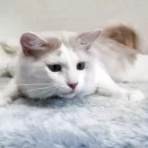 メインクーン【北海道・男の子・2024年4月8日・クリーム&ホワイト】の写真7「素直で可愛い性格です。」