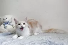 メインクーン【北海道・女の子・2024年3月5日・レッドシルバータビー&ホワイト】の写真5「表情ある子です。」