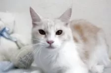 メインクーン【北海道・女の子・2024年3月5日・レッドシルバータビー&ホワイト】の写真6「色々な表情可愛いです。」