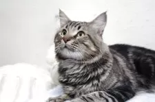 メインクーン【北海道・男の子・2024年7月12日・ブラウンタビー】の写真8「触られるのが好きです。」