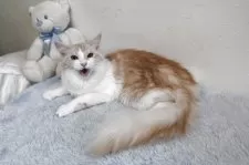 メインクーン【北海道・女の子・2024年3月5日・レッドシルバータビー&ホワイト】の写真8「最後まで可愛がって頂ける方　お声かけて下さい。」