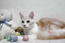 メインクーン【北海道・女の子・2024年3月5日・レッドシルバータビー&ホワイト】の写真8