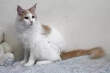 メインクーン【北海道・女の子・2024年1月27日・クリーム&ホワイト】の写真9