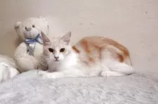 メインクーン【北海道・女の子・2024年3月5日・レッドシルバータビー&ホワイト】の写真7「女の子らしい子です。」