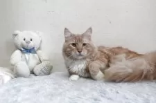 メインクーン【北海道・男の子・2024年3月14日・クリーム&ホワイト】の写真9「性格の良い子です。」