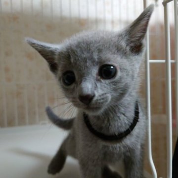 ロシアンブルー【神奈川県・男の子・2023年8月13日・ブルー】の写真「元気な男の子です。」