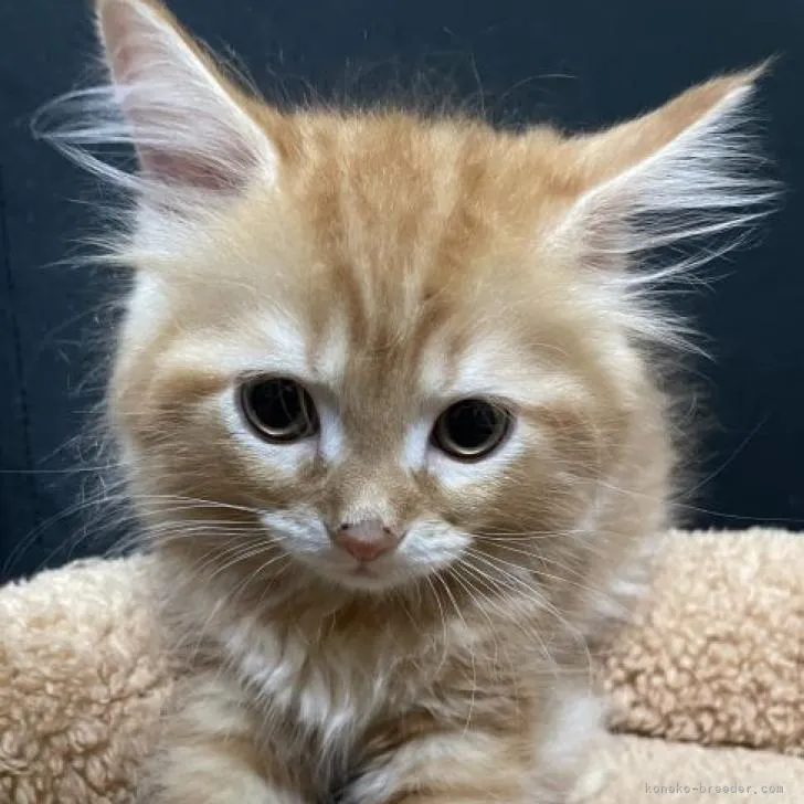 ID：2205-01296の子猫