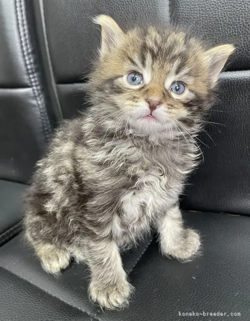 メインクーン【千葉県・男の子・2022年4月2日・ブラウンマッカレルダビー】の写真1