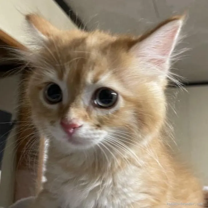 ID：2205-01295の子猫