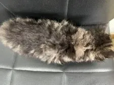 メインクーン【千葉県・男の子・2022年4月2日・ブラウンマッカレルダビー】の写真4