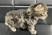 メインクーン【千葉県・男の子・2022年4月2日・ブラウンマッカレルダビー】の写真5