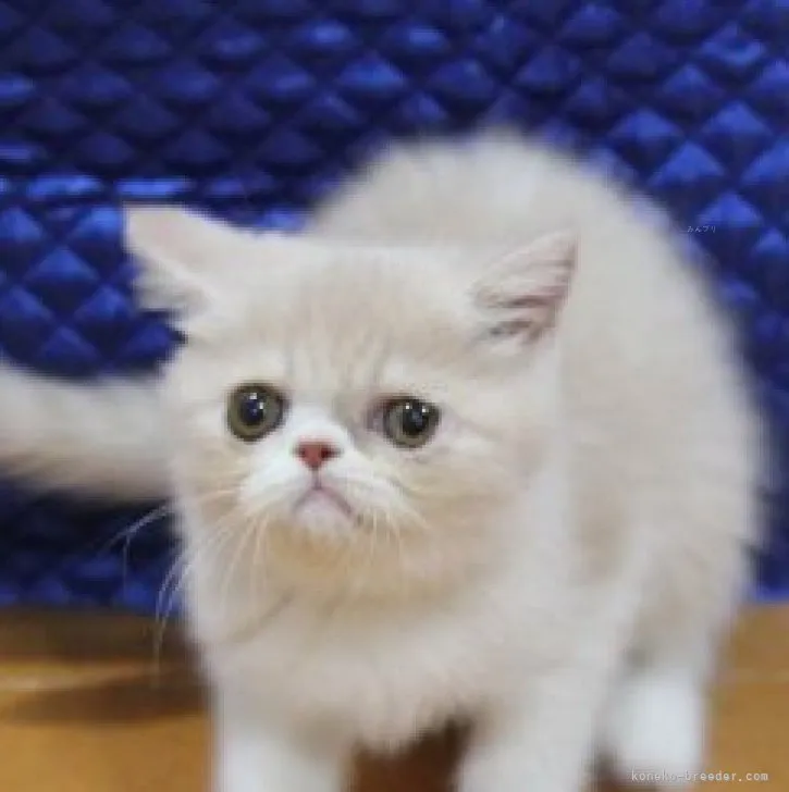 ID：2310-02813の子猫