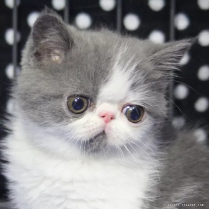 ID:2404-00687の子猫