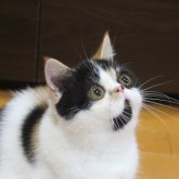 エキゾチックショートヘア