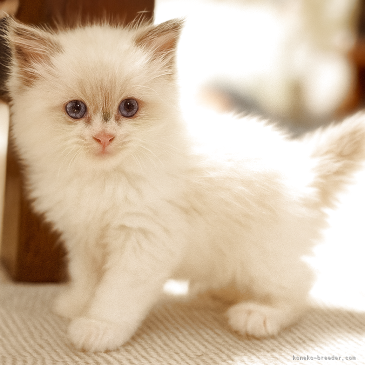 ブリーダー画像