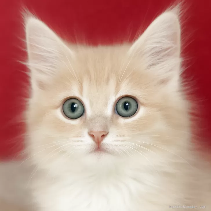 スコティッシュフォールド(立ち耳)【鹿児島県・男の子・2025年9月5日・クリームタビー】の写真1