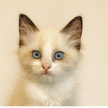 ラグドール【鹿児島県・女の子・2025年9月22日・シールポイントバイカラー（ロング）】の写真「将来ふわふわの上品な子です」