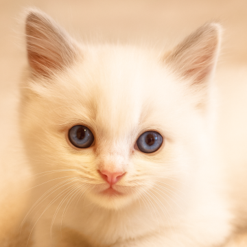 ラグドール【鹿児島県・女の子・2025年9月8日・ブルーポイントバイカラー】の写真「ぬいぐるみのようなフォルムの女の子です」