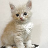 スコティッシュフォールド