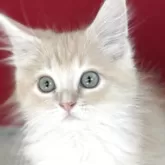 スコティッシュフォールド(立ち耳)【鹿児島県・男の子・2025年9月5日・クリームタビー】の写真2