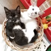 スコティッシュフォールド(立ち耳)【鹿児島県・女の子・2025年9月5日・クリームタビー】の写真2