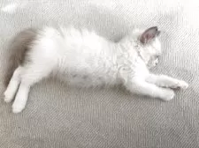 ラグドール【鹿児島県・男の子・2025年9月22日・ブルーポイントバイカラー】の写真5