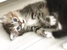 スコティッシュフォールド(立ち耳)【鹿児島県・女の子・2025年9月5日・ブラウンパッチドタビー&ホワイト】の写真4