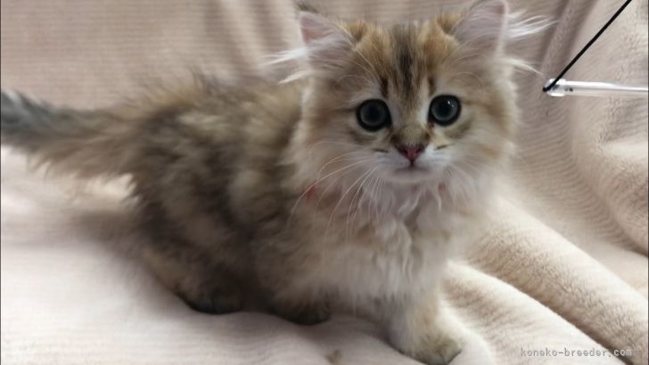 恭子 様のお迎えした子猫